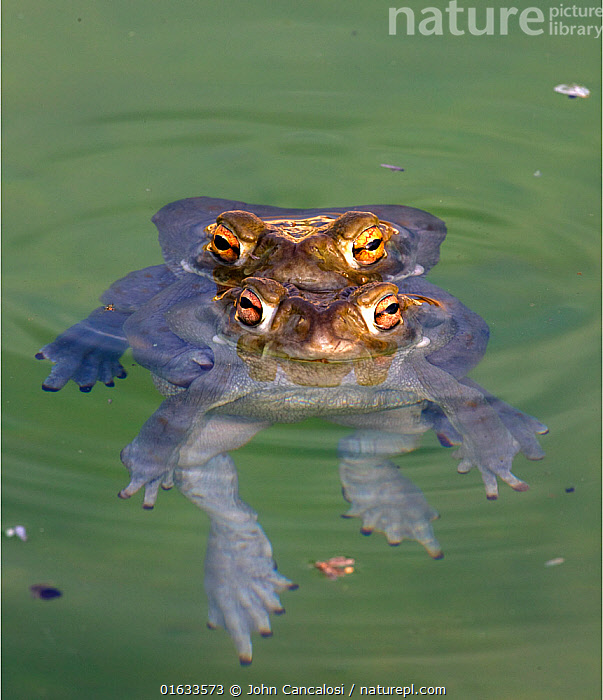 Stock photo of Colorado river toad (Incilius alvarius) pair mating
