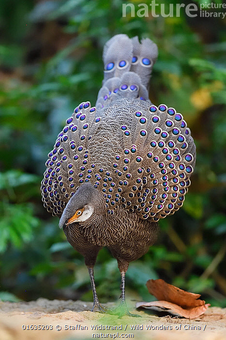 Stock photo of Grey peacock-pheasant (Polyplectron