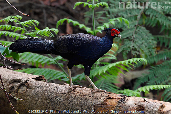 Stock photo of Kalij pheasant (Lophura leucomelanos) male