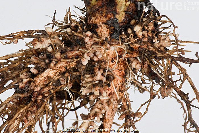 Nodulating Faba Roots Stock photo of Broad bean (Vicia faba) roots with root nodules formed ...