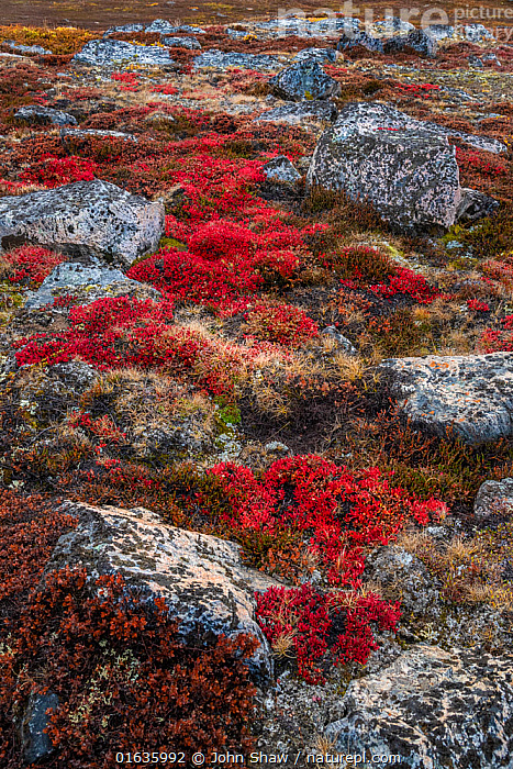 bearberry in the tundra
