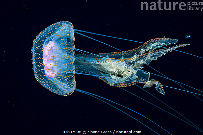 Stock photo of Jellyfish, probably a purple stinger (Pelagia