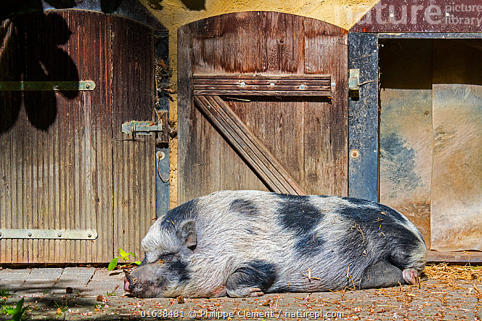 Gottingen best sale mini pig