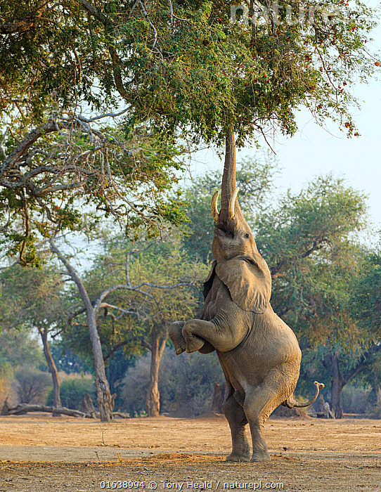 Stock photo of African elephant (Loxodonta africana) reaching up