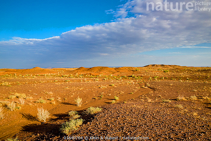 Long Eared Jerboa Habitat 