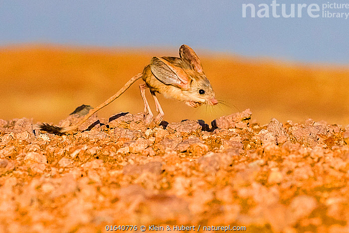 Long Eared Jerboa Habitat Long Eared Jerboa Habitat
