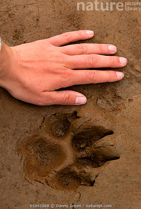 Animal Tracks of Alaska Print, Digital Download, Animal Tracks