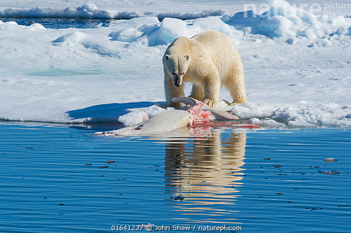 Stock photo of Polar bear Ursus maritimus feeding on dead beluga whale carcass in the Available for sale on www.naturepl