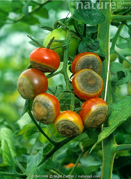 Stock photo of Blossom end rot caused by calcium deficiency to ripe