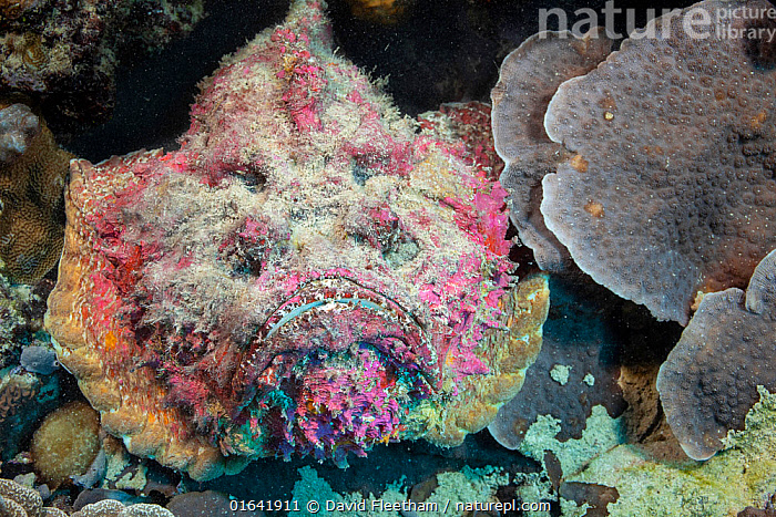 Stonefish