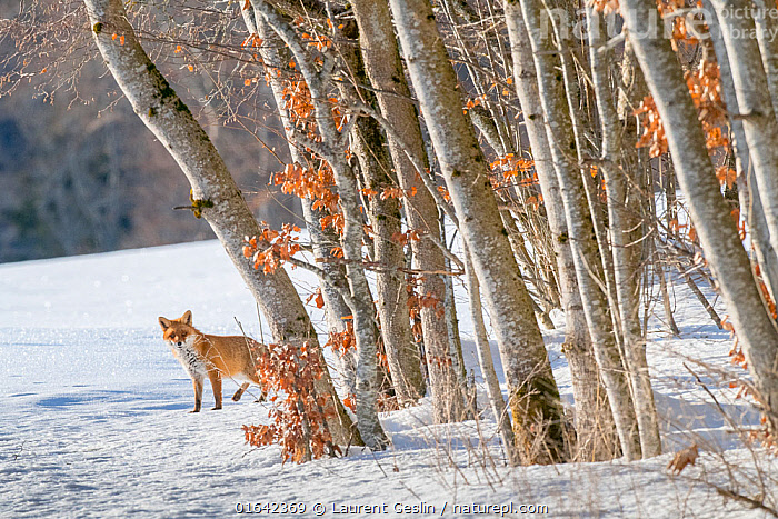 Winter Fox