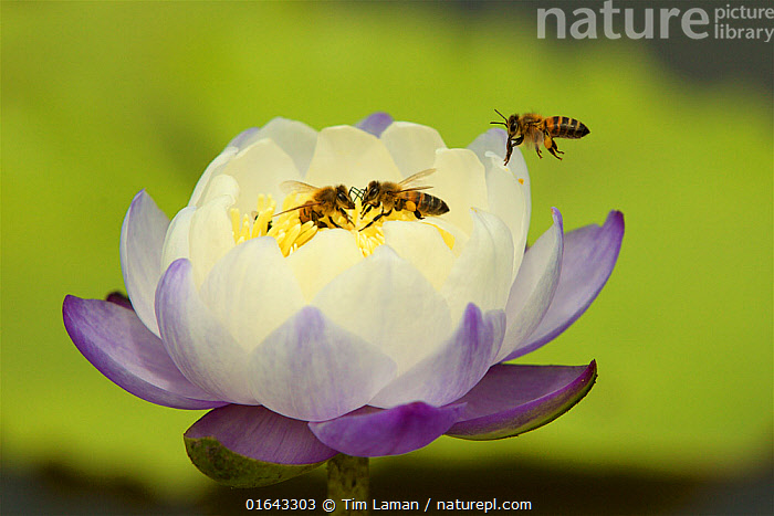 Stock photo of Bees in a water lily at a Roadside Billabong on the road ...