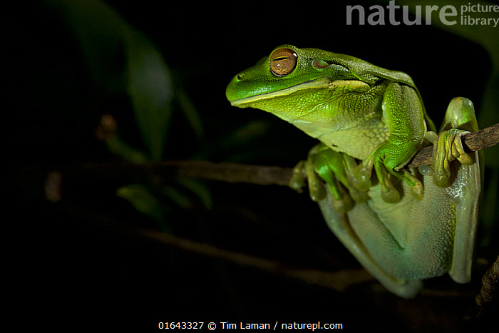 Labed Tree Frog Stock photo of White-lipped tree frog (Litoria infrafrenata) in gallery ...