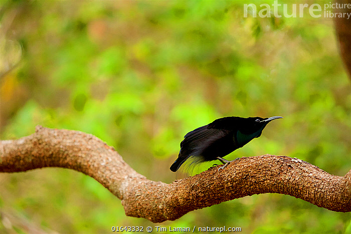 Magnificent Riflebird Display