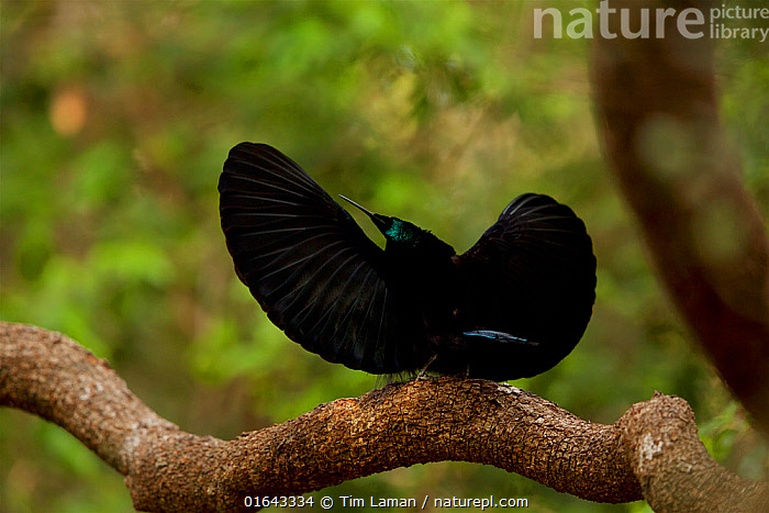 Magnificent Riflebird Display