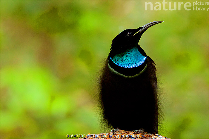 Magnificent Riflebird Display