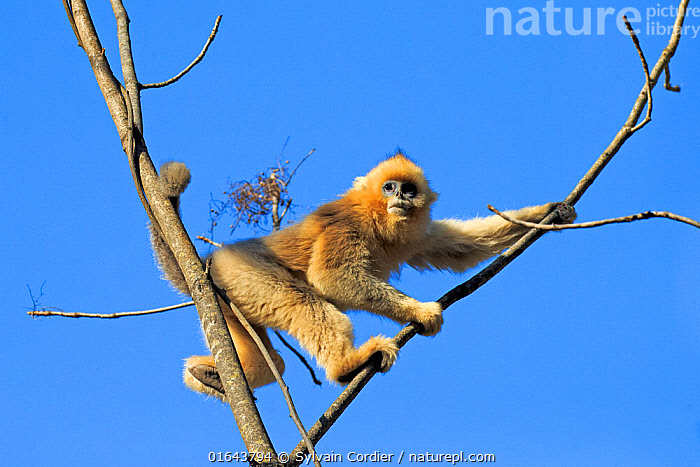 Stock photo of Golden snub-nosed monkey (Rhinopithecus roxellana) in ...