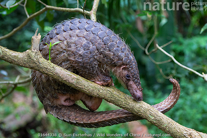 Stock photo of Sunda pangolin (Manis javanica) climbing branch ...