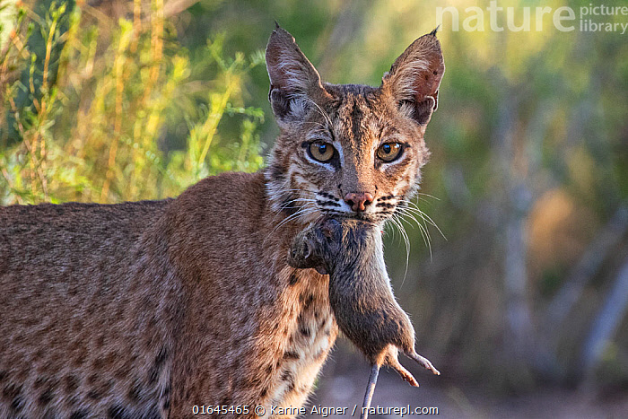 Stock photo of Portrait of a wild adult female Bobcat Lynx rufus