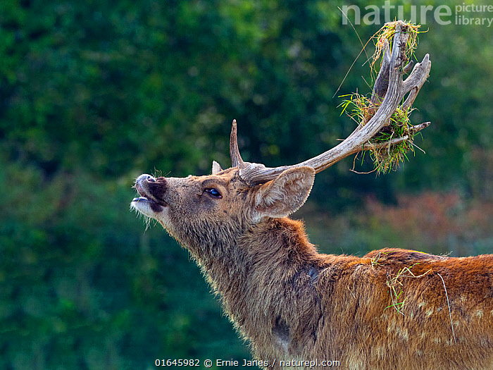 Stock Photo Of Barasingha / Swamp Deer (Rucervus Duvaucelii) Male ...