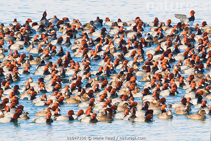 Stock photo of Large flock / raft of Redhead (Aythya americana) duck on ...