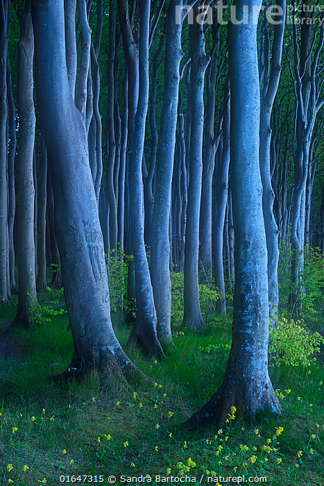 Stock photo of European beech (Fagus sylvatica) tree trunks with ...