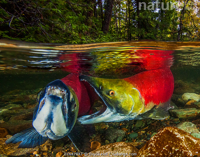 Stock photo of Sockeye salmon (Oncorhynchus nerka); Adams River, British  Columbia…. Available for sale on
