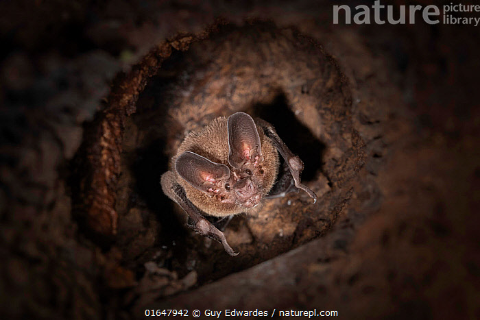 Stock photo of Pygmy round-eared bat (Lophostoma brasiliense) roosting ...