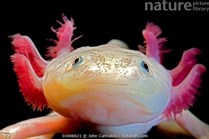 Axolotl (Ambystoma mexicanum)