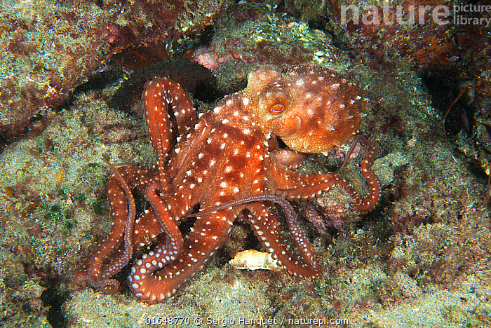 Stock Photo Of White Spotted Octopus (Octopus Macropus) Tenerife ...