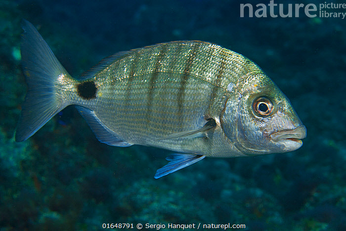 Bream on White