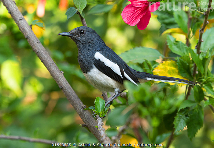 Qizning oyoqlari orasidagi stol ostida nima bor, yigit unga barmogini qoyadi?