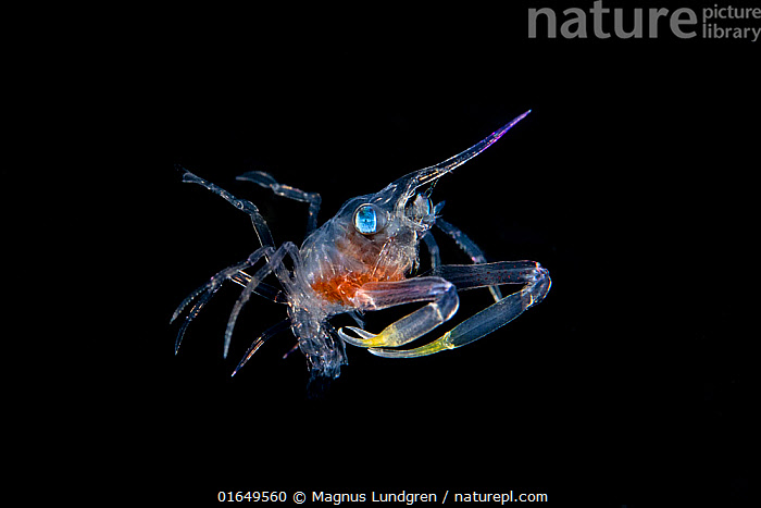Lobster Rostrum Stock photo of Squat lobster (Galatheidae sp) with a unicorn-like ...