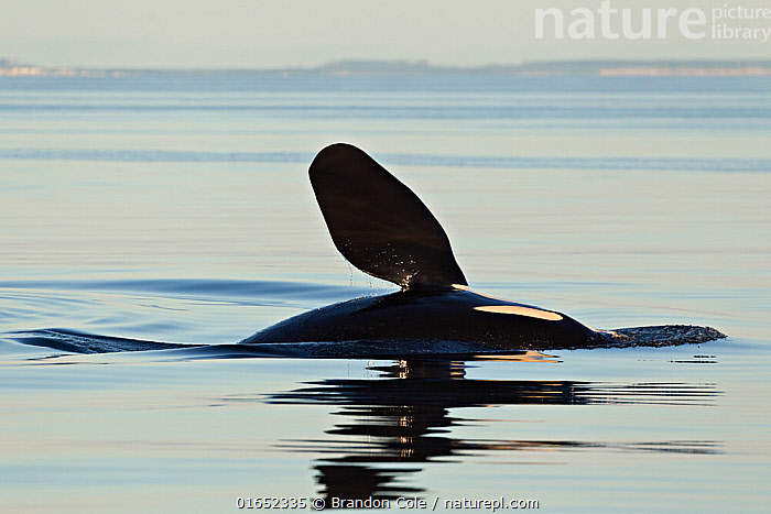 Stock photo of Orca (Orcinus orca) slapping pectoral flipper at the ...