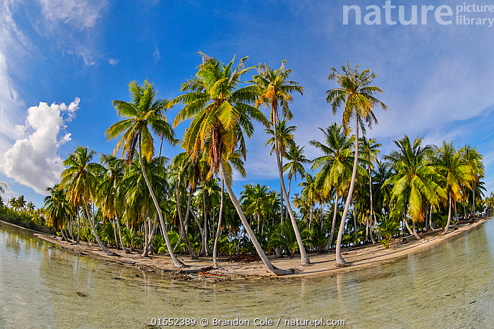 stock-photo-of-palm-trees-on-rangiroa-atoll-tuamotus-french-polynesia
