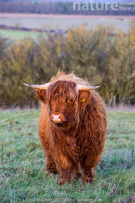 Heritage Highland Cattle Breed Has Value for Today's Producers