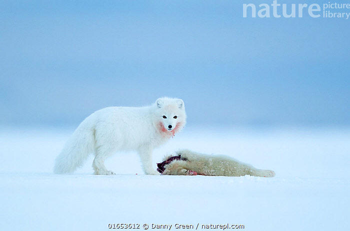 arctic fox eating