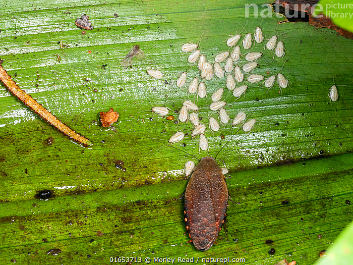 Stock photo of Cockroach with a brood of young. Several species carry