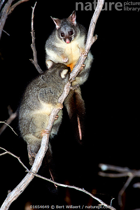 Stock photo of Common brus…