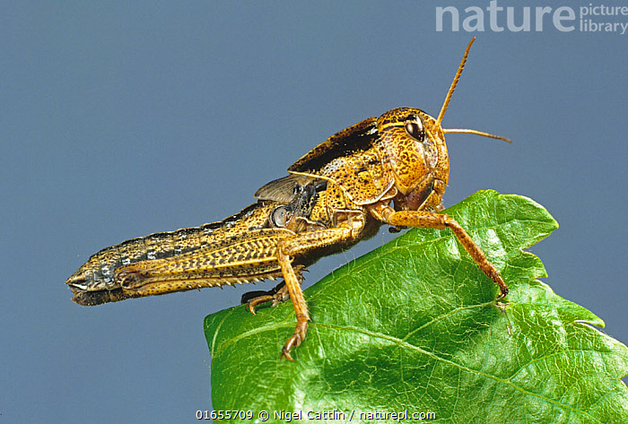 Migratory Locust (Locusta migratoria), Stock Video