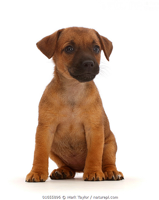 Border terrier x hot sale jack russell puppies