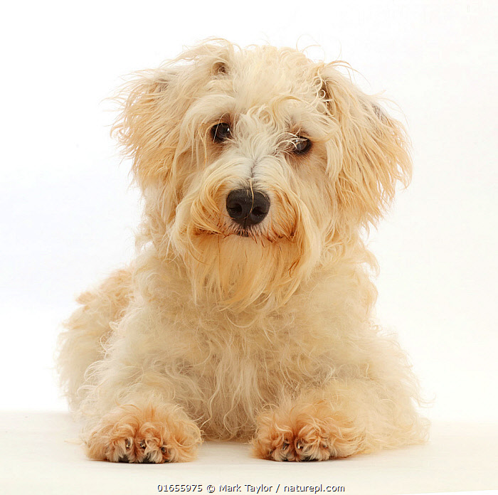 Stock photo of RF Cream coloured Schnoodle Miniature Schnauzer x Poodle age 7 Available for sale on www.naturepl