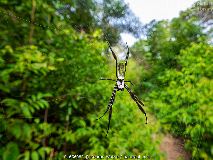 Stock photo of Spider (Nephila clavipes) coastal rainforest, Mata