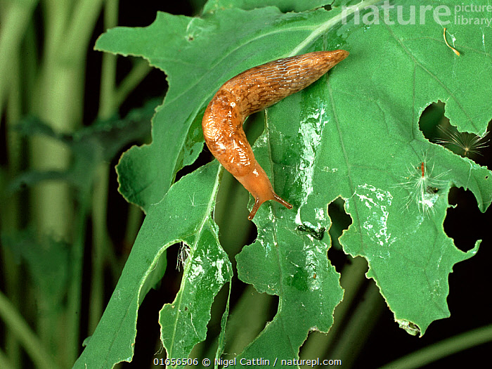 Caruana's slug (Deroceras caruanae / invadens: Agriolimacidae). One on the  right is following the slime trail of the other, UK Stock Photo - Alamy