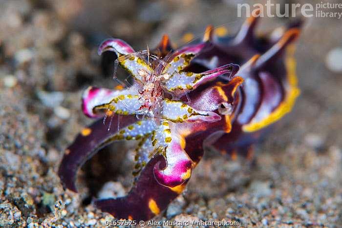 Stock photo of A colourful flamboyant cuttlefish (Metasepia pfefferi ...