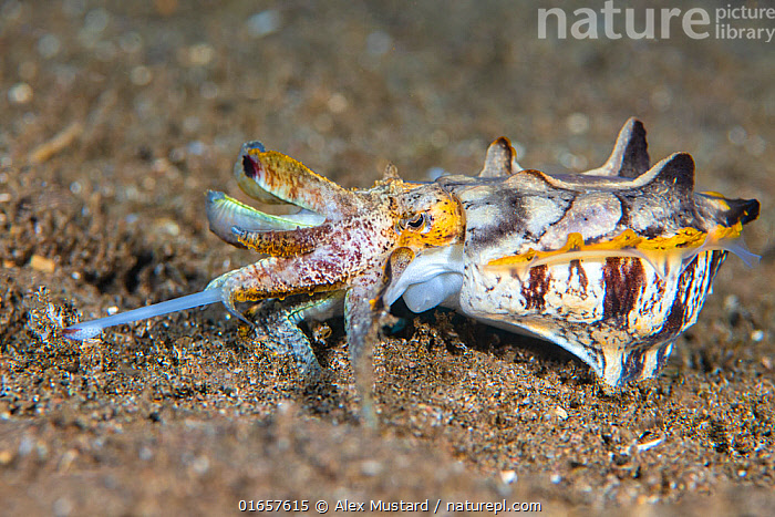 Flamboyant Cuttlefish – Amazing Feeding Metasepia pfefferi