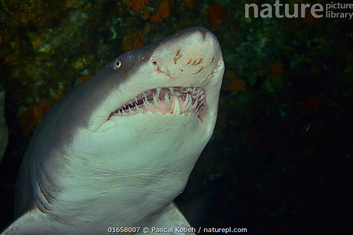 Stock photo of Ragged tooth / Sand tiger shark (Carcharias taurus