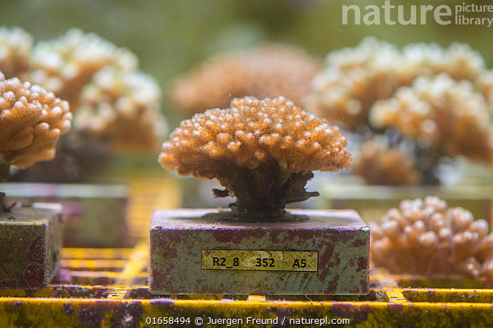 Stock photo of Coral specimens in tank at National Sea Simulator