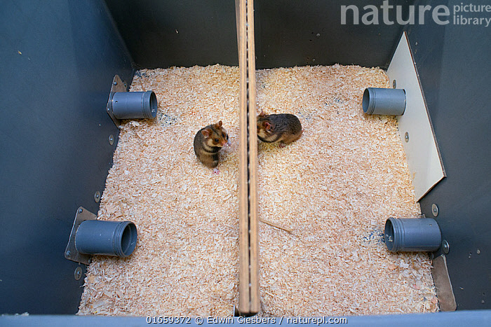 Will Pet Hamsters Released Into The Wild Survive?