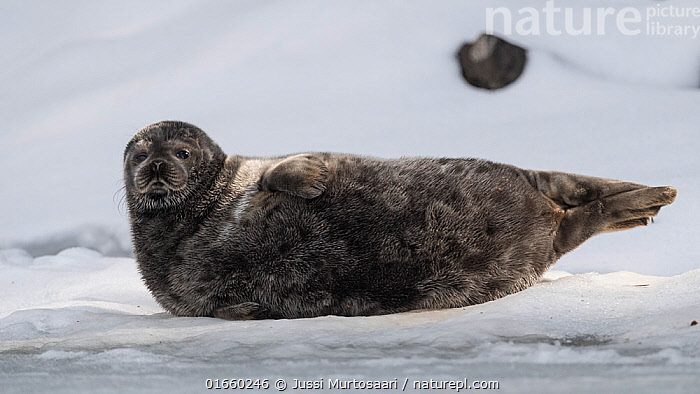 REVOLVE - Saimaa Ringed Seal (Pusa hispida saimensis), Finland. Saimaa  ringed seals are one of the most endangered species of seal in the world.  They can only be found in Lake Saimaa,